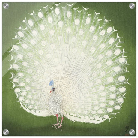 Green Peacock by Ohara Koson | Wall art Print - 50x50 cm / 20x20″ - Acrylic Print -