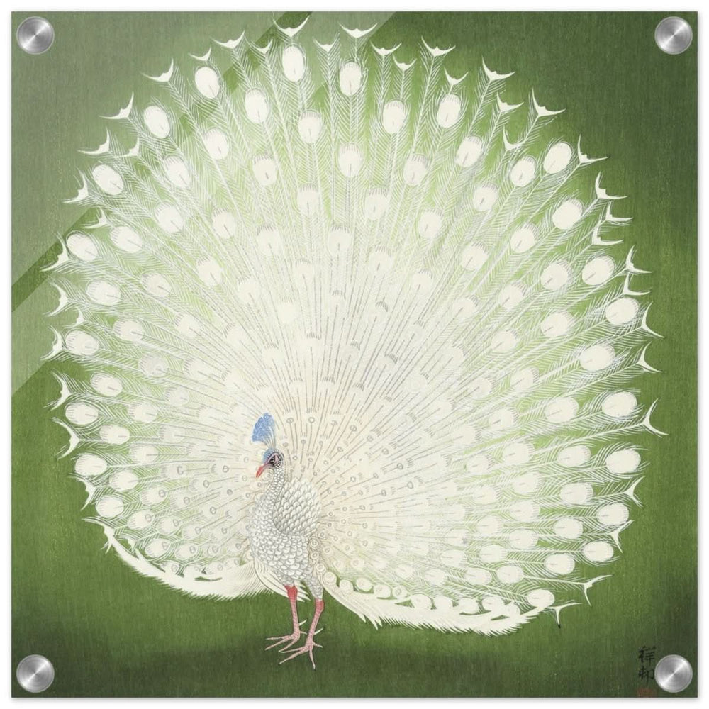Green Peacock by Ohara Koson | Wall art Print - 40x40 cm / 16x16″ - Acrylic Print -