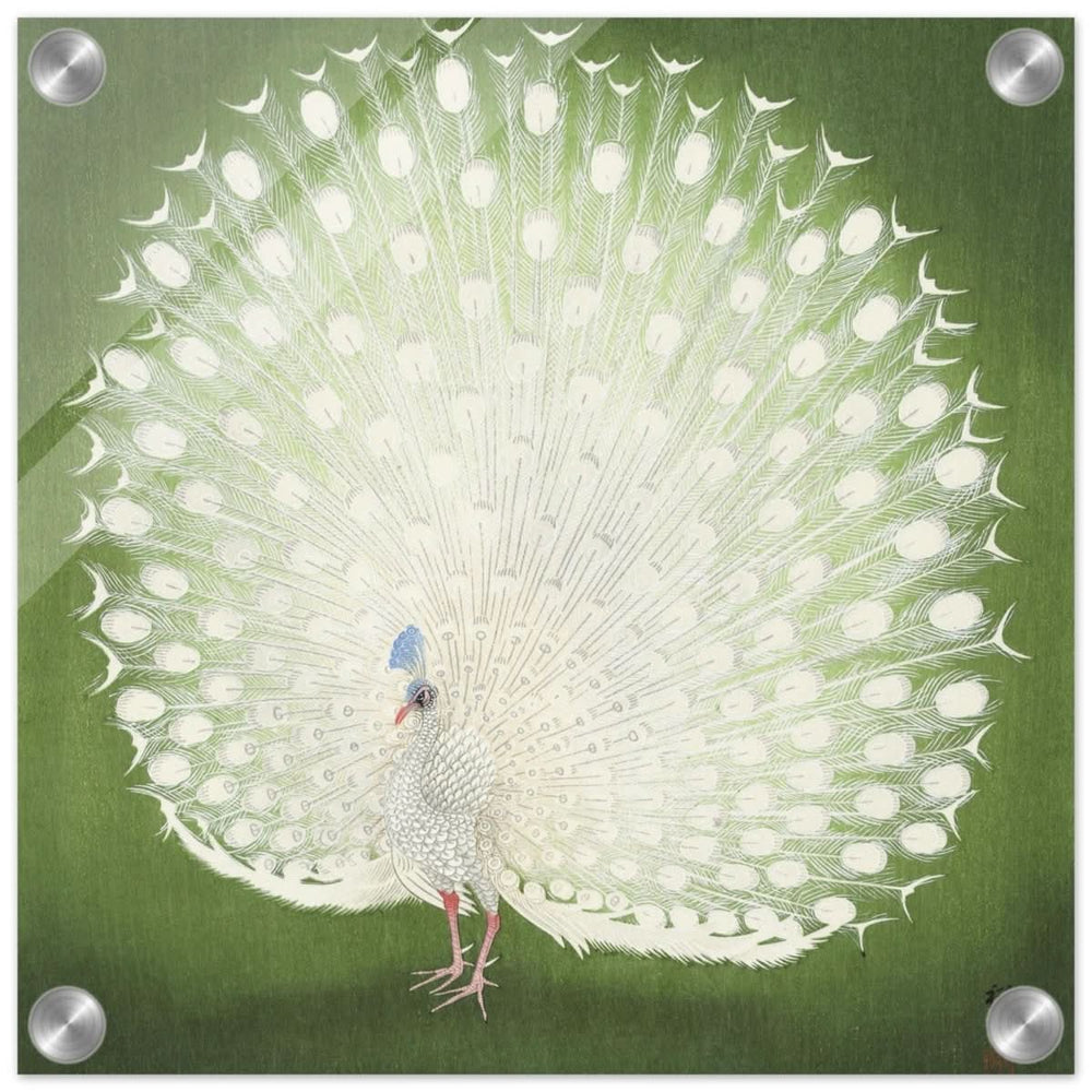 Green Peacock by Ohara Koson | Wall art Print - 30x30 cm / 12x12″ - Acrylic Print -