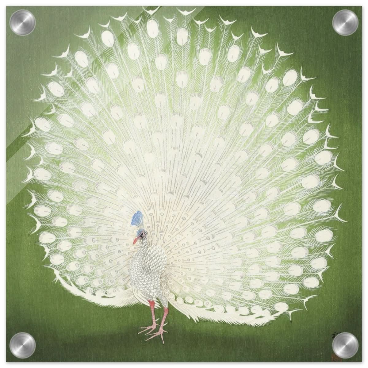 Green Peacock by Ohara Koson | Wall art Print - 30x30 cm / 12x12″ - Acrylic Print -
