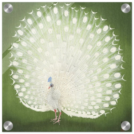 Green Peacock by Ohara Koson | Wall art Print - 30x30 cm / 12x12″ - Acrylic Print -
