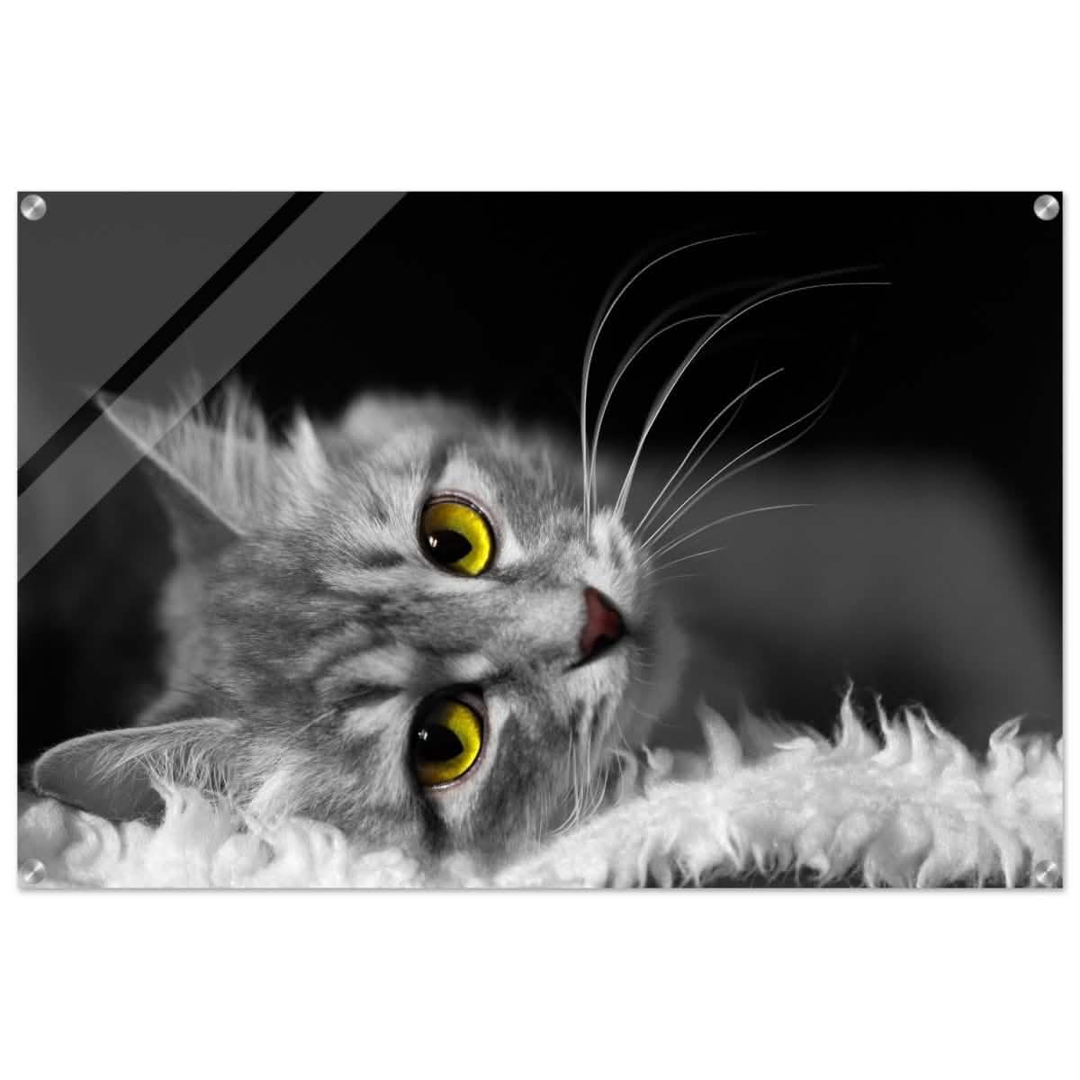 Silent Gaze: The Grey Cat's Serenity | Animal wall art print - Acrylic Print - 60x90 cm / 24x36″ -