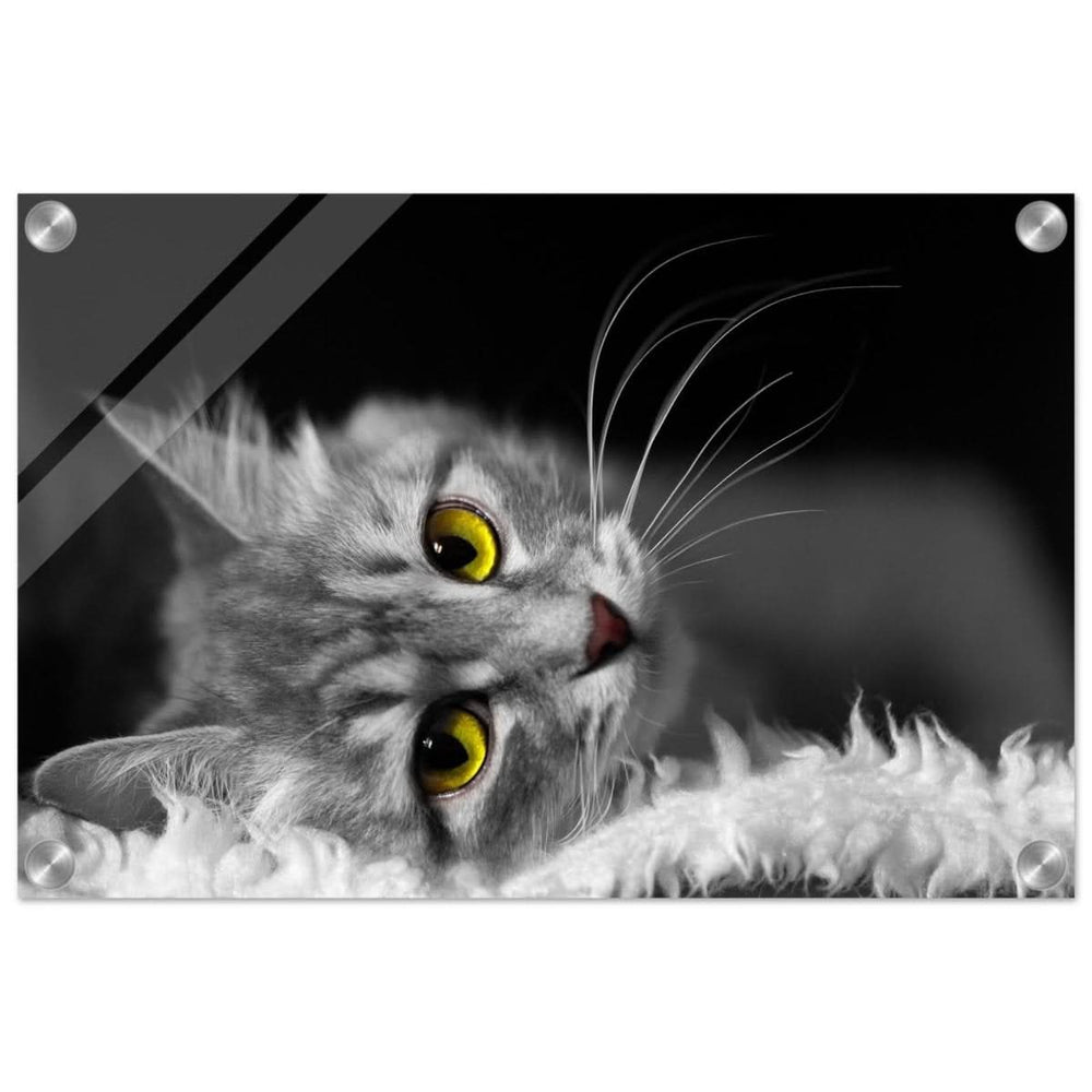 Silent Gaze: The Grey Cat's Serenity | Animal wall art print - Acrylic Print - 30x45 cm / 12x18″ -