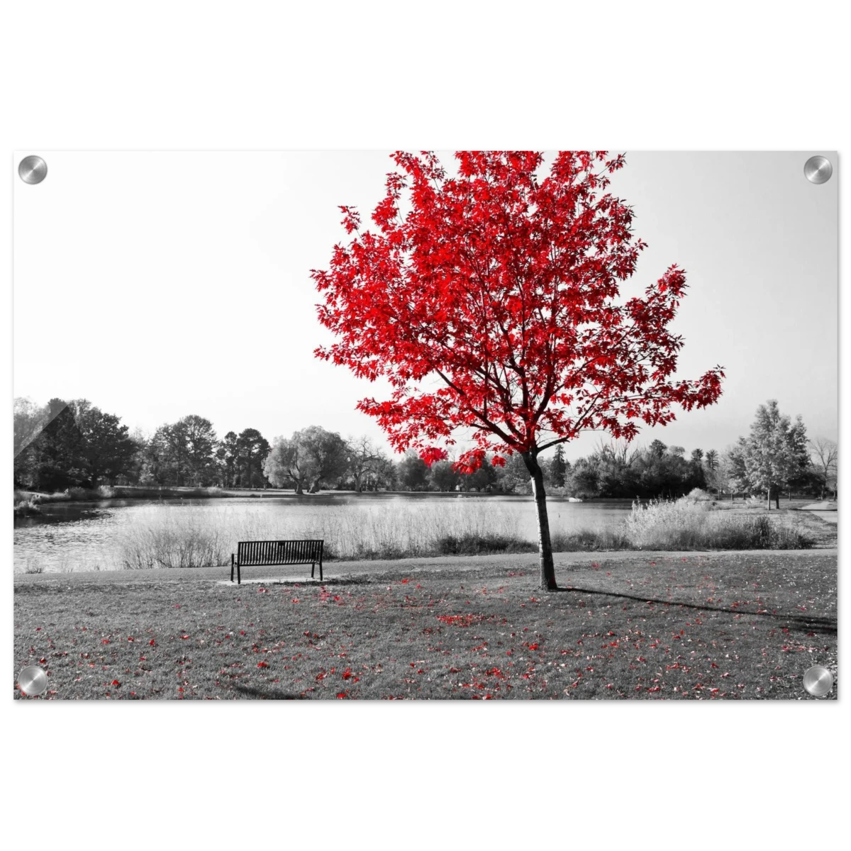 "Solitude in Crimson" – Red Tree by the Lake | Minimalist Nature Wall Art Print - Acrylic Print - 40x60 cm / 16x24″ -