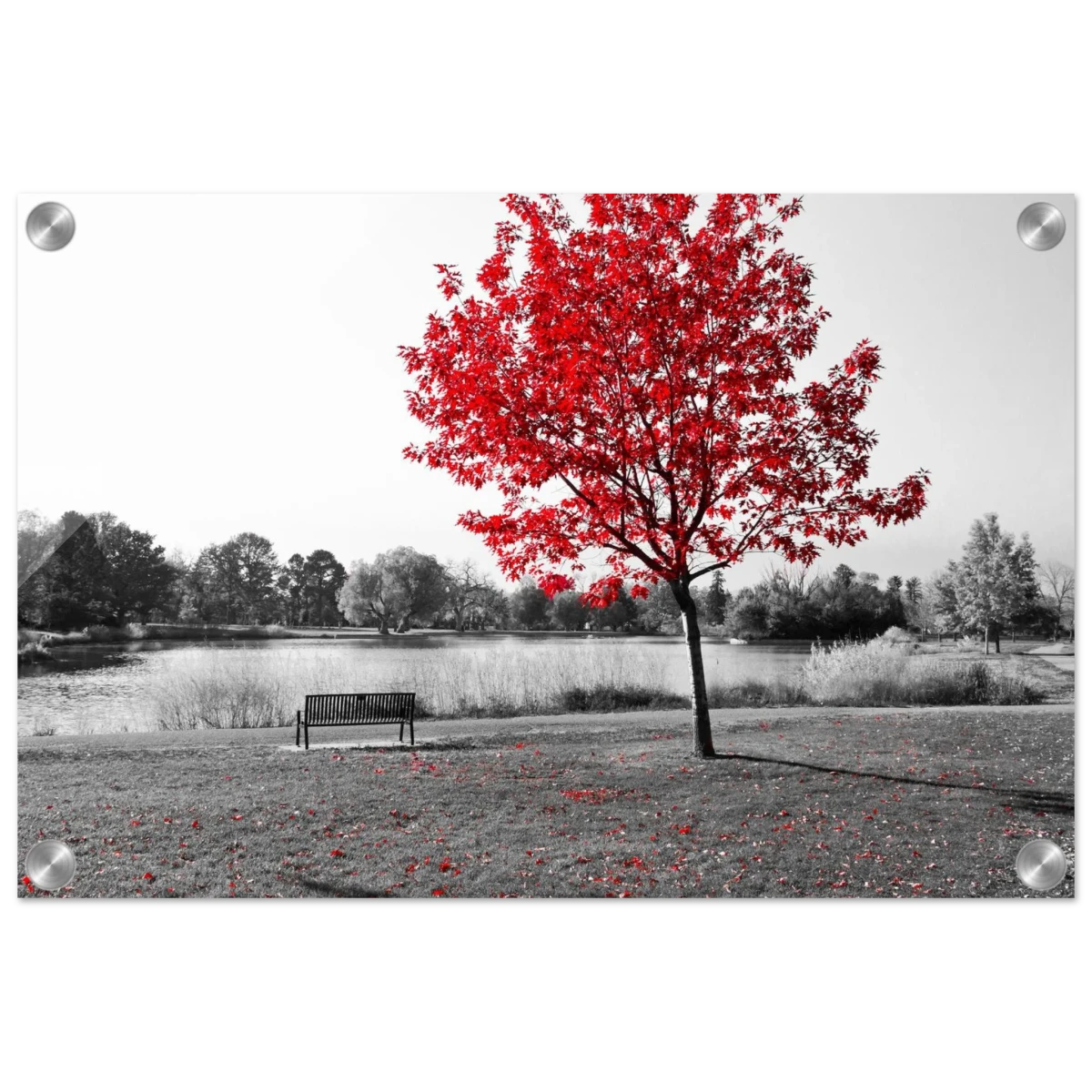 "Solitude in Crimson" – Red Tree by the Lake | Minimalist Nature Wall Art Print - Acrylic Print - 30x45 cm / 12x18″ -