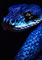 "Venom & Velvet" – Choose Your Snake Portrait: Azure, Emerald, or Obsidian - 30x45 cm / 12x18″ - Design 1 - Acrylic Print