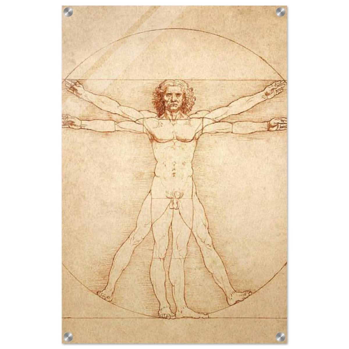 Vitruvian Man | L'uomo vitruviano by Leonardo da Vinci 1490 - Acrylic Print - 50x75 cm / 20x30″ -