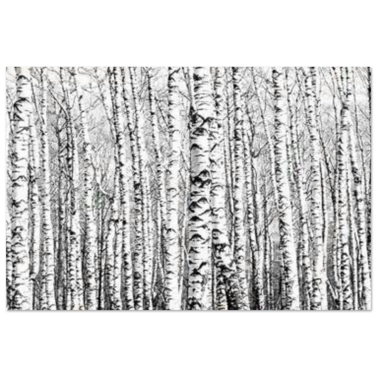 Winter Birch – A Minimalist Forest Escape Wall art - Aluminum Print - 60x90 cm / 24x36″ -