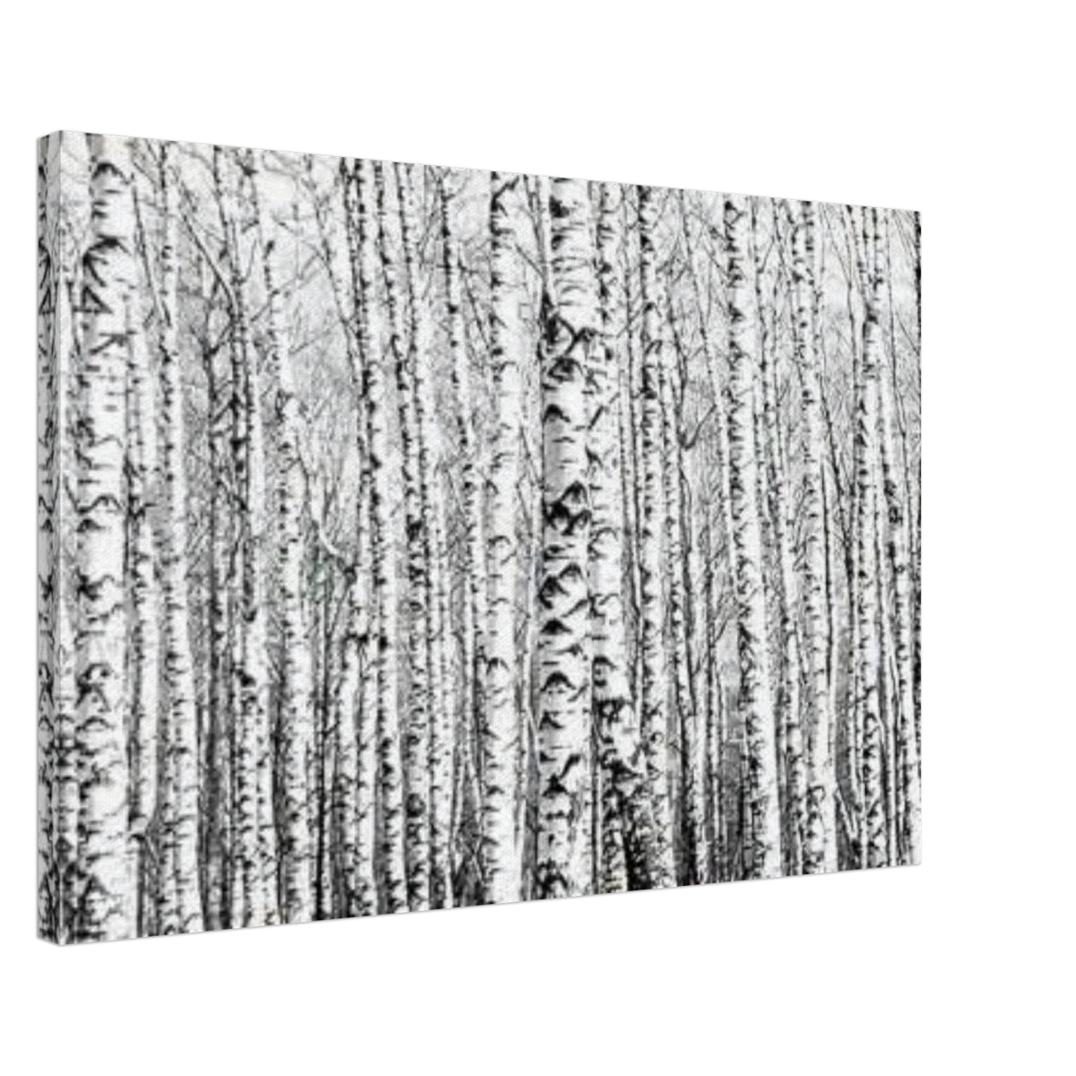 Winter Birch – A Minimalist Forest Escape Wall art - Canvas - 50x75 cm / 20x30″ -
