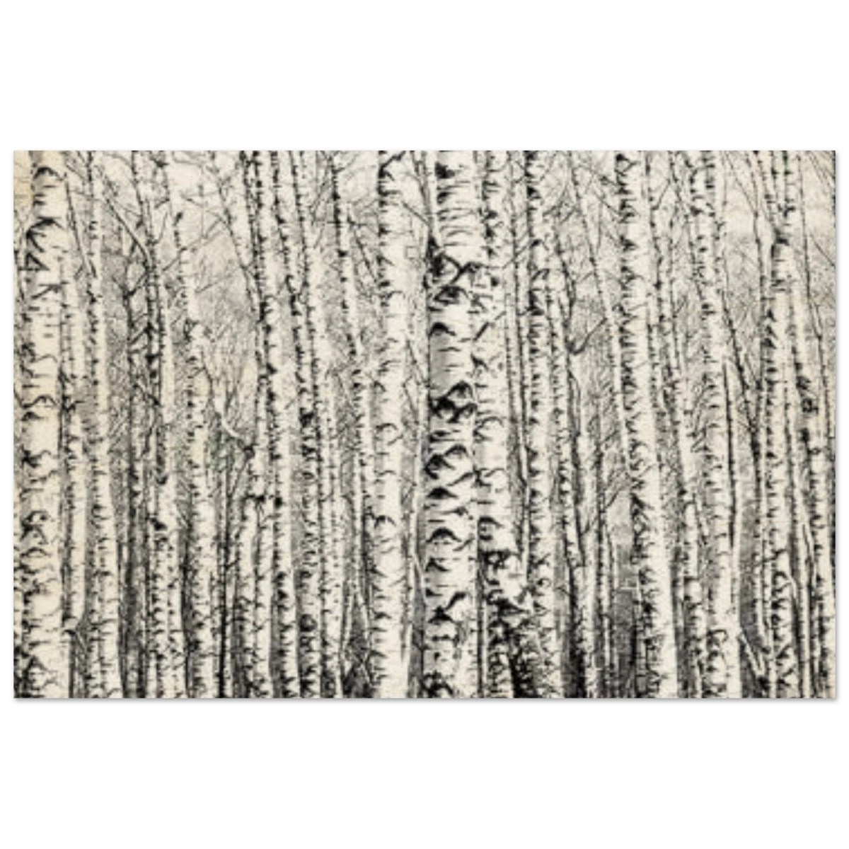 Winter Birch – A Minimalist Forest Escape Wall art - Wood Prints - 50x75 cm / 20x30″ -