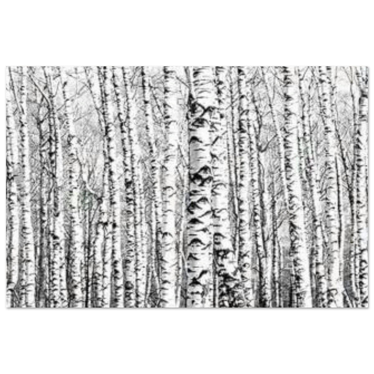 Winter Birch – A Minimalist Forest Escape Wall art - Aluminum Print - 30x45 cm / 12x18″ -
