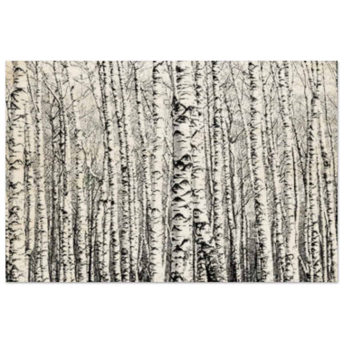 Winter Birch – A Minimalist Forest Escape Wall art - Wood Prints - 60x90 cm / 24x36″ -