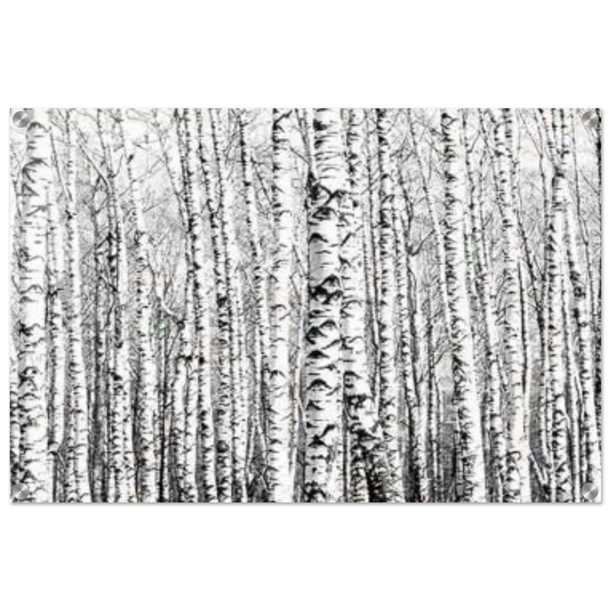 Winter Birch – A Minimalist Forest Escape Wall art - Acrylic Print - 50x75 cm / 20x30″ -