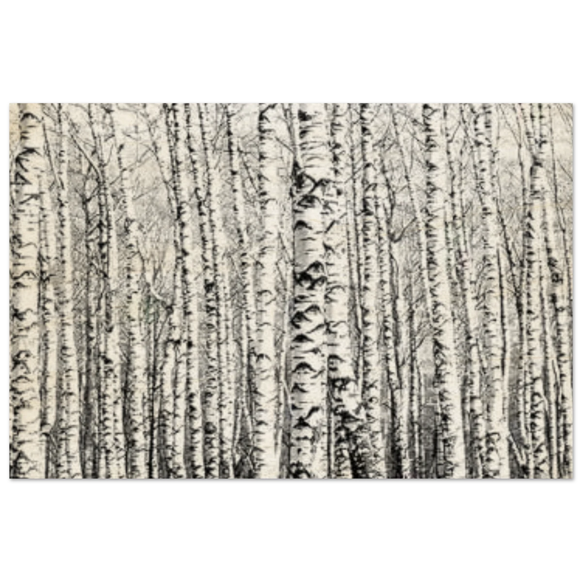 Winter Birch – A Minimalist Forest Escape Wall art - Wood Prints - 30x45 cm / 12x18″ -