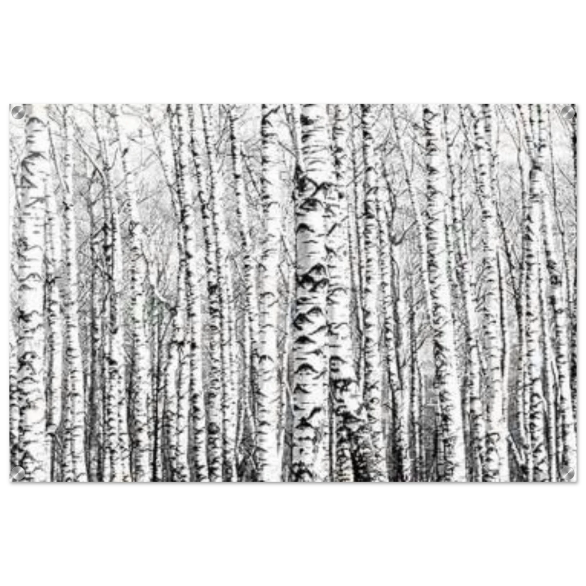 Winter Birch – A Minimalist Forest Escape Wall art - Acrylic Print - 60x90 cm / 24x36″ -