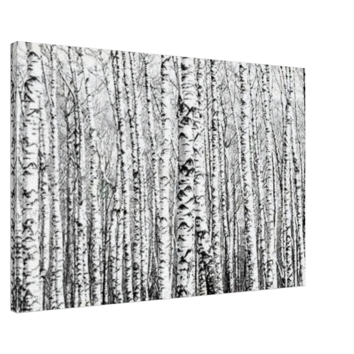 Winter Birch – A Minimalist Forest Escape Wall art - Canvas - 60x90 cm / 24x36″ -