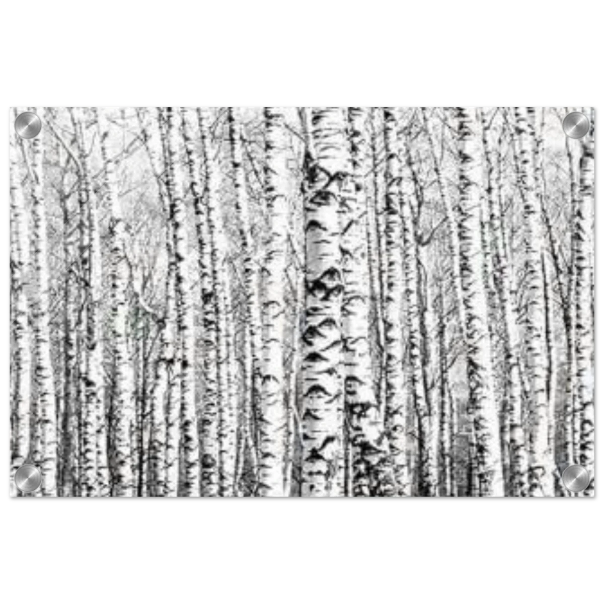 Winter Birch – A Minimalist Forest Escape Wall art - Acrylic Print - 30x45 cm / 12x18″ -