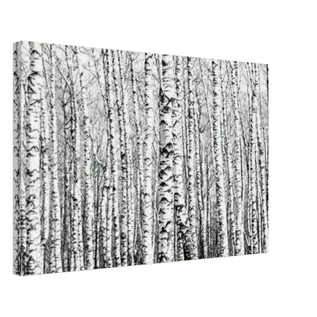 Winter Birch – A Minimalist Forest Escape Wall art - Canvas - 40x60 cm / 16x24″ -