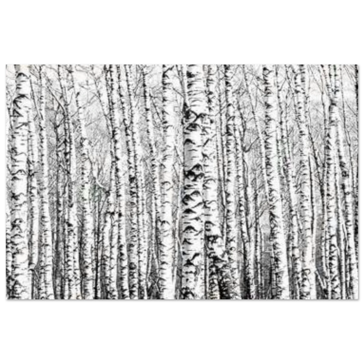 Winter Birch – A Minimalist Forest Escape Wall art - Aluminum Print - 50x75 cm / 20x30″ -