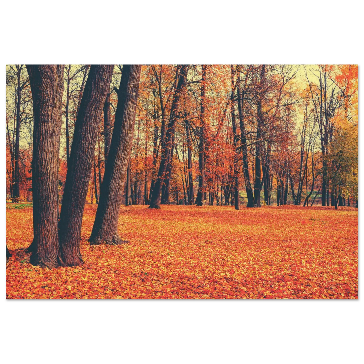golden silence in autumn a tranquil forest escape wall art print20x30 cm / 8x12″Wood Prints