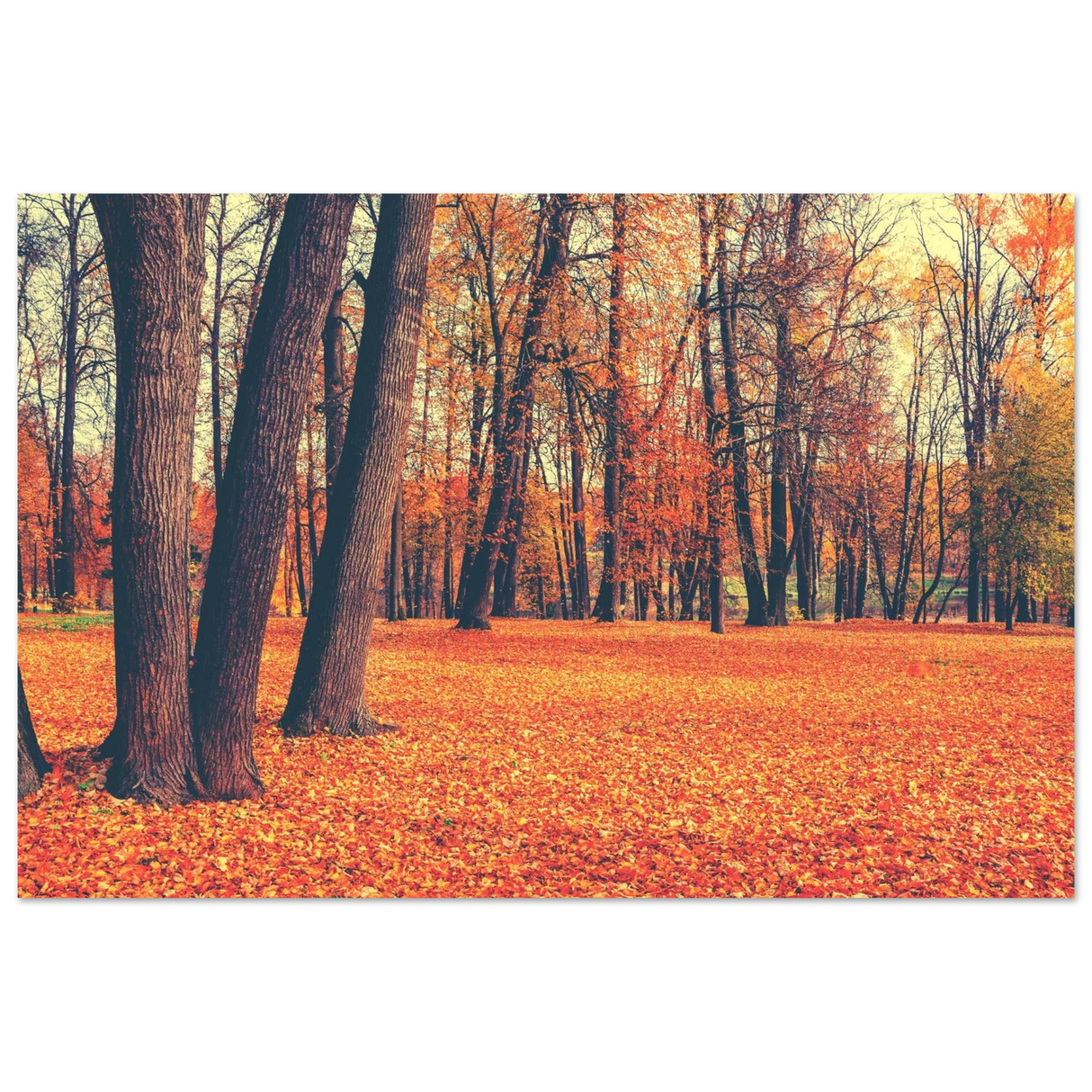 golden silence in autumn a tranquil forest escape wall art print60x90 cm / 24x36″Aluminum Print