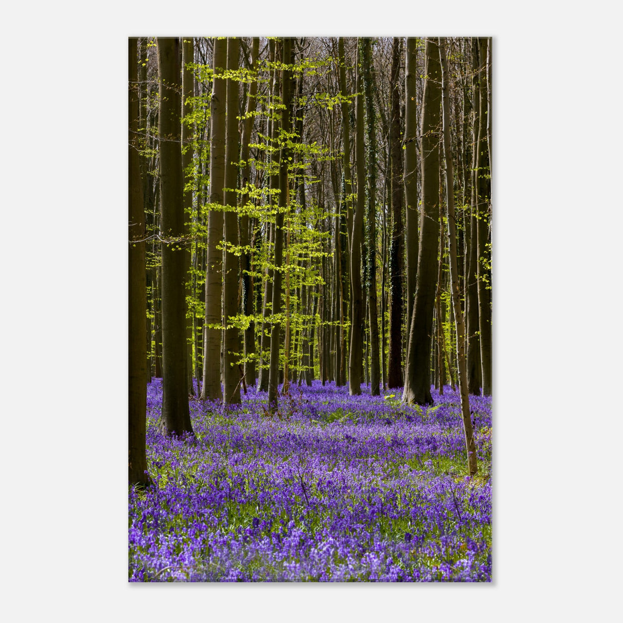  nature collection wall art spring