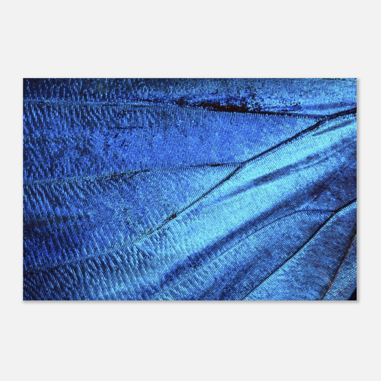  wall art blue butterfly wing