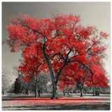 crimson crown monochrome autumn elegance wall art print60x60 cm / 24x24″Brushed Aluminum Print
