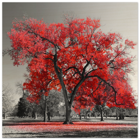 crimson crown monochrome autumn elegance wall art print60x60 cm / 24x24″Brushed Aluminum Print