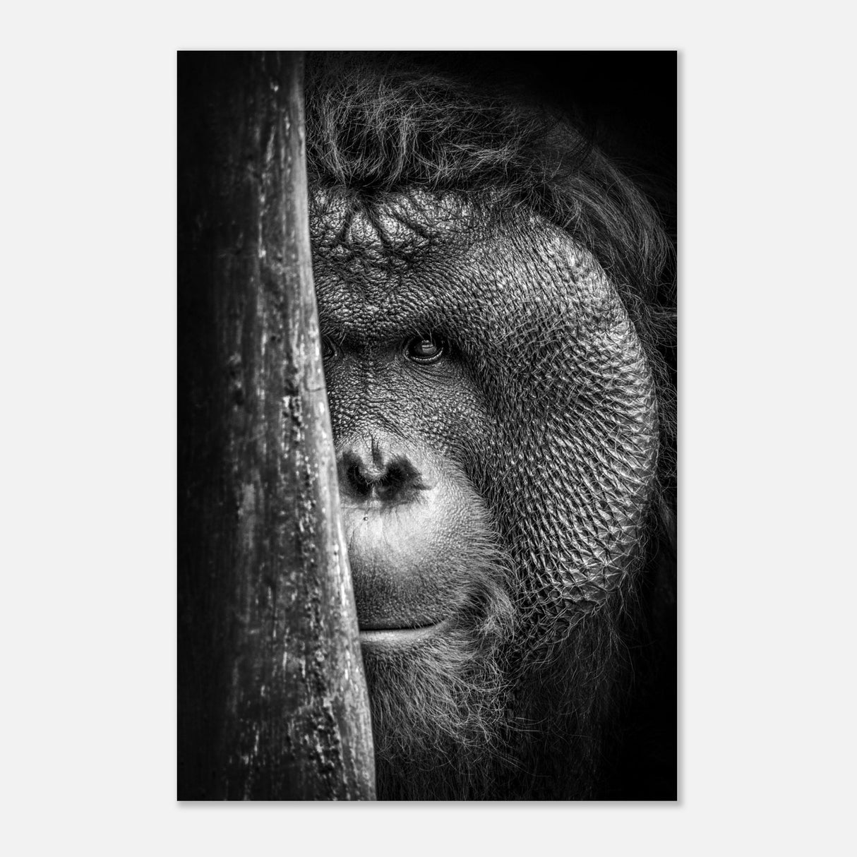  animal kingdom wall art wildlife apes