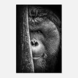  animal kingdom wall art wildlife apes