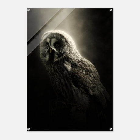  animal kingdom wall art owl
