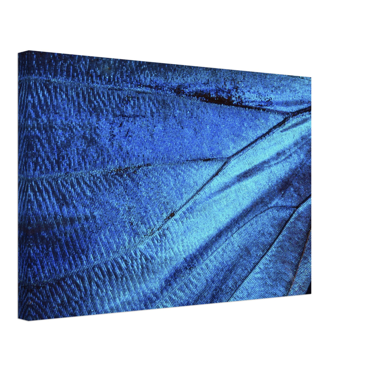  wall art blue butterfly wing