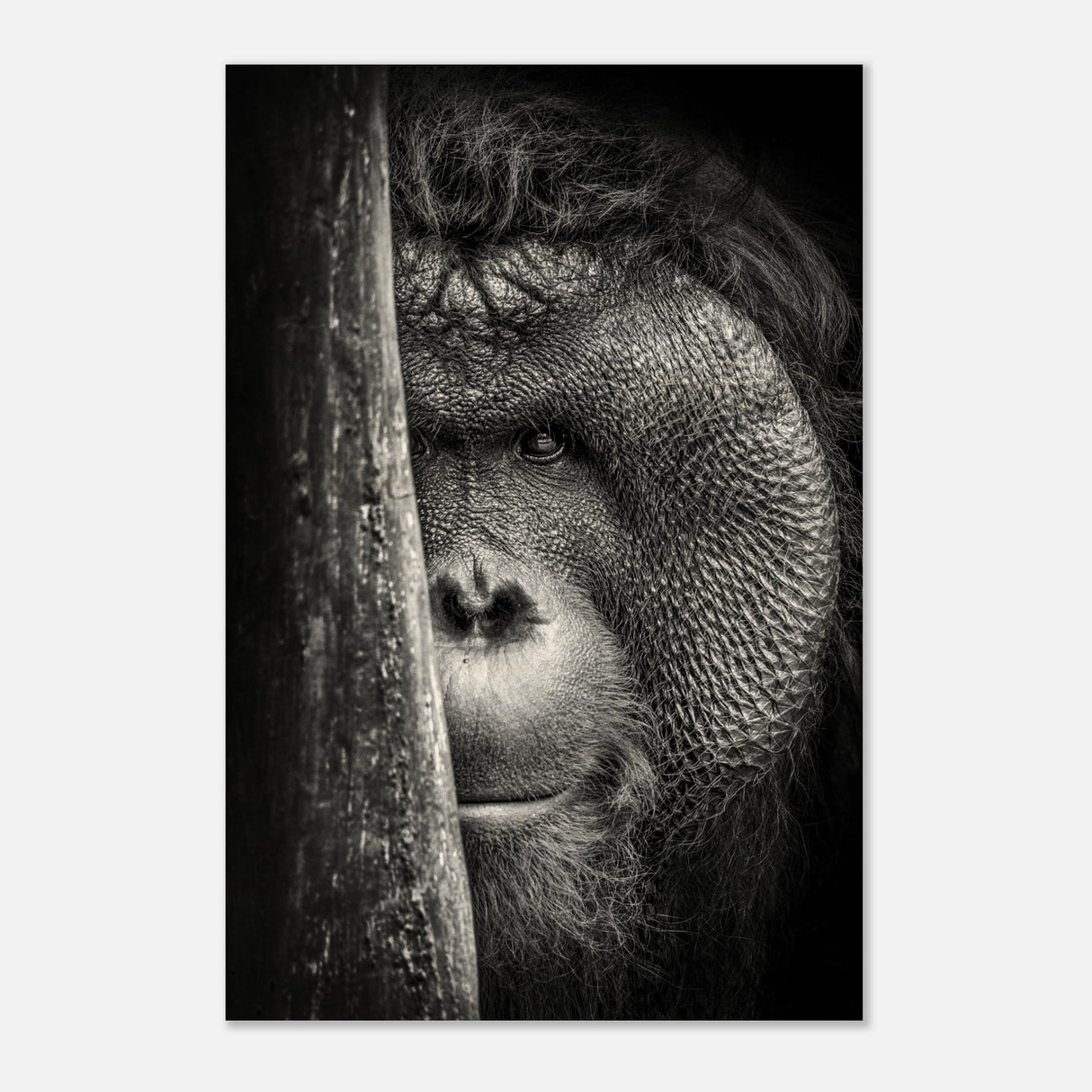  animal kingdom wall art wildlife apes