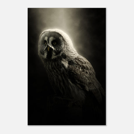  animal kingdom wall art owl