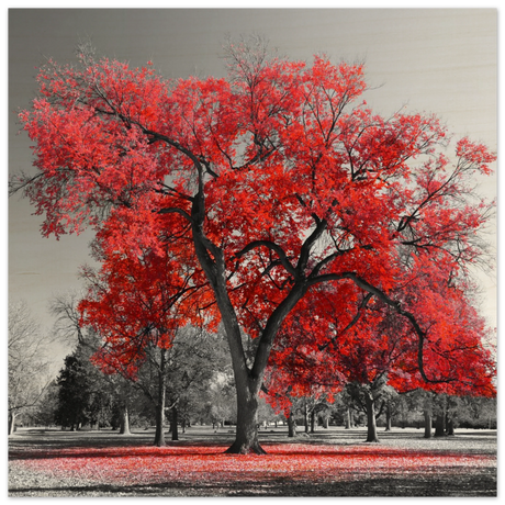 crimson crown monochrome autumn elegance wall art print30x30 cm / 12x12″Acrylic Print