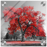 crimson crown monochrome autumn elegance wall art print20x20 cm / 8x8″Canvas