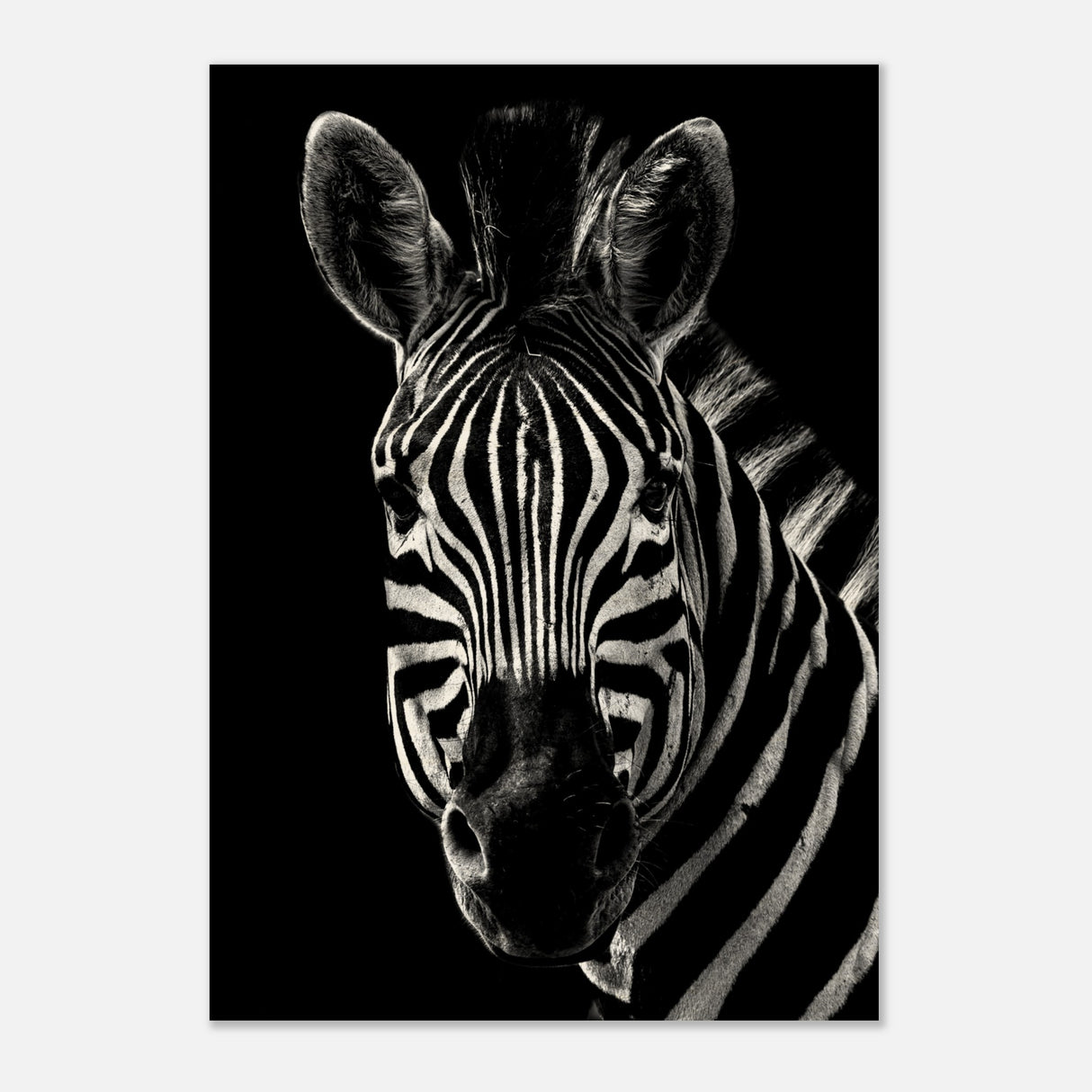  minimalist animal wall art zebra animal black and white prints