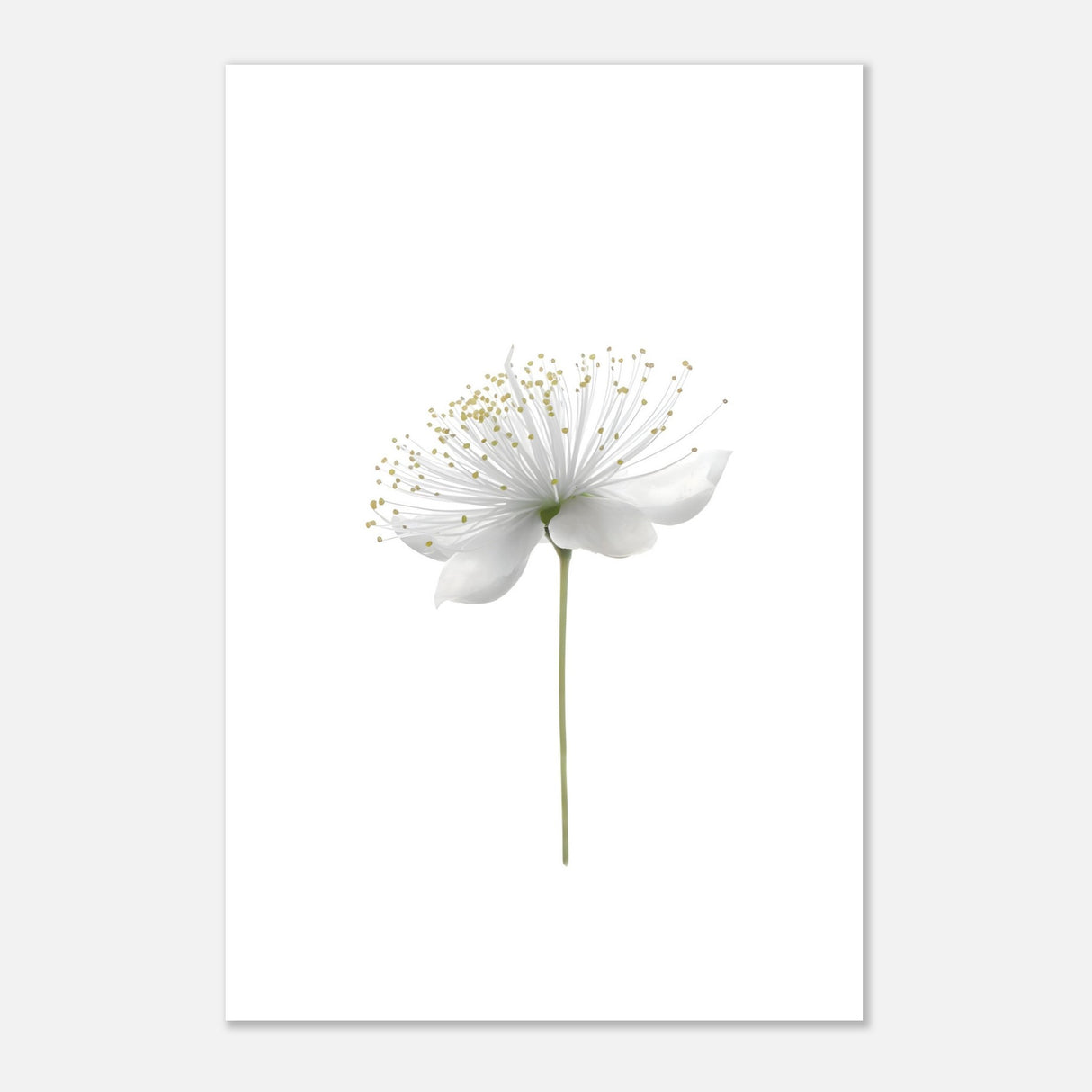 da vinci nature wall art floral 1