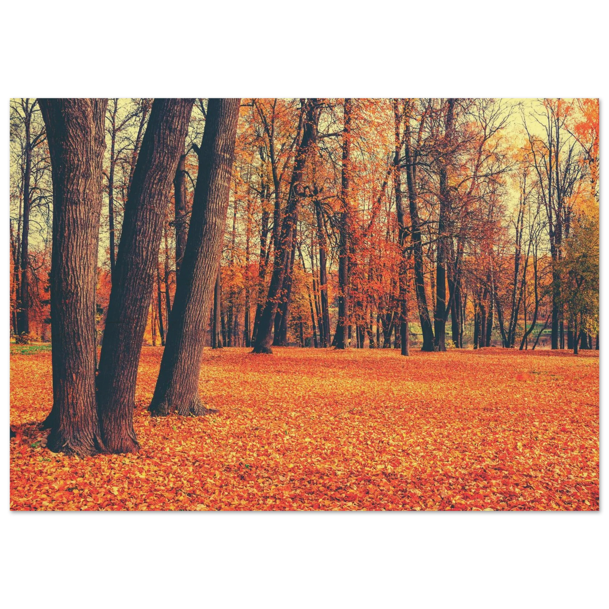 golden silence in autumn a tranquil forest escape wall art print70x100 cm / 28x40″Fine Art Poster