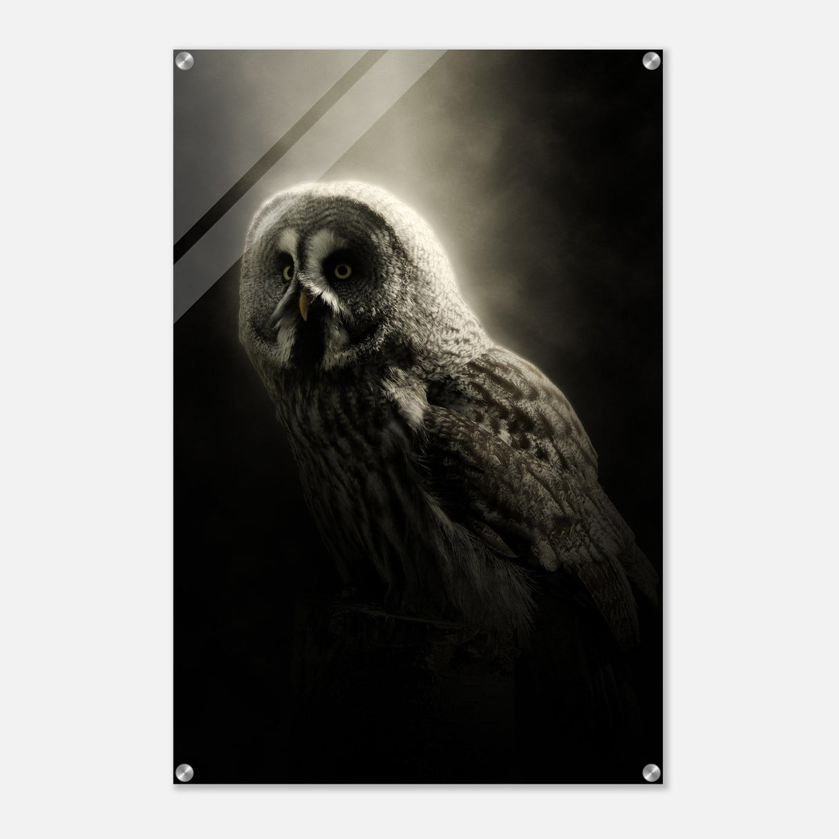  animal kingdom wall art owl