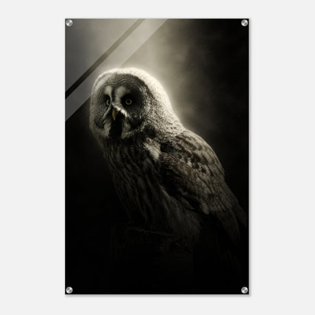  animal kingdom wall art owl