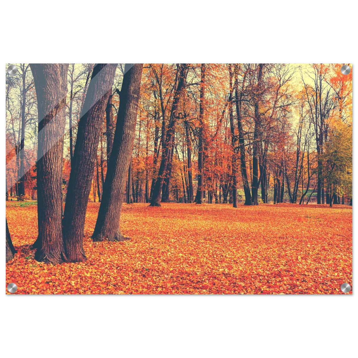 golden silence in autumn a tranquil forest escape wall art print30x45 cm / 12x18″Aluminum Print