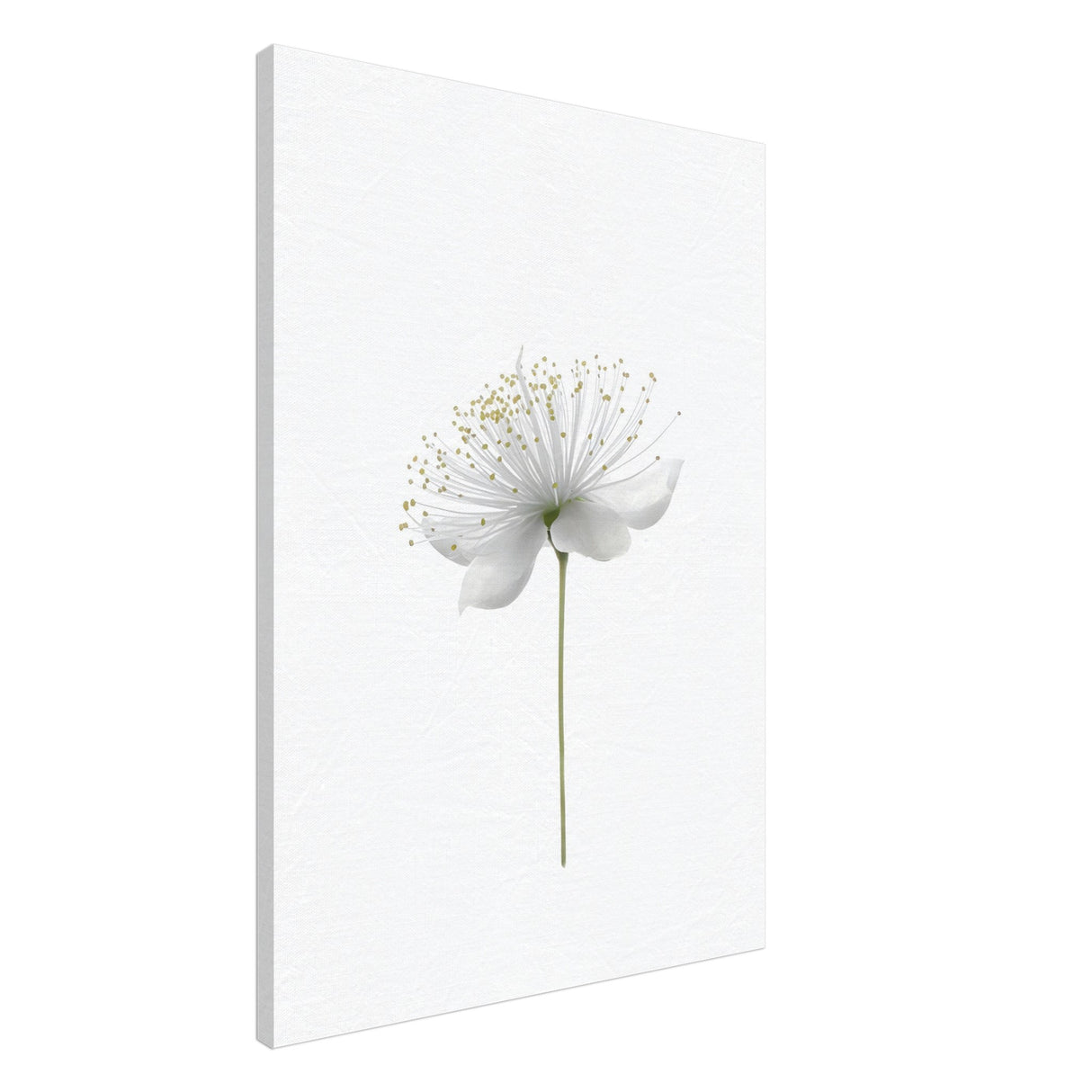 da vinci nature wall art floral 1