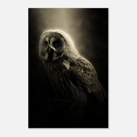  animal kingdom wall art owl