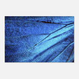  wall art blue butterfly wing