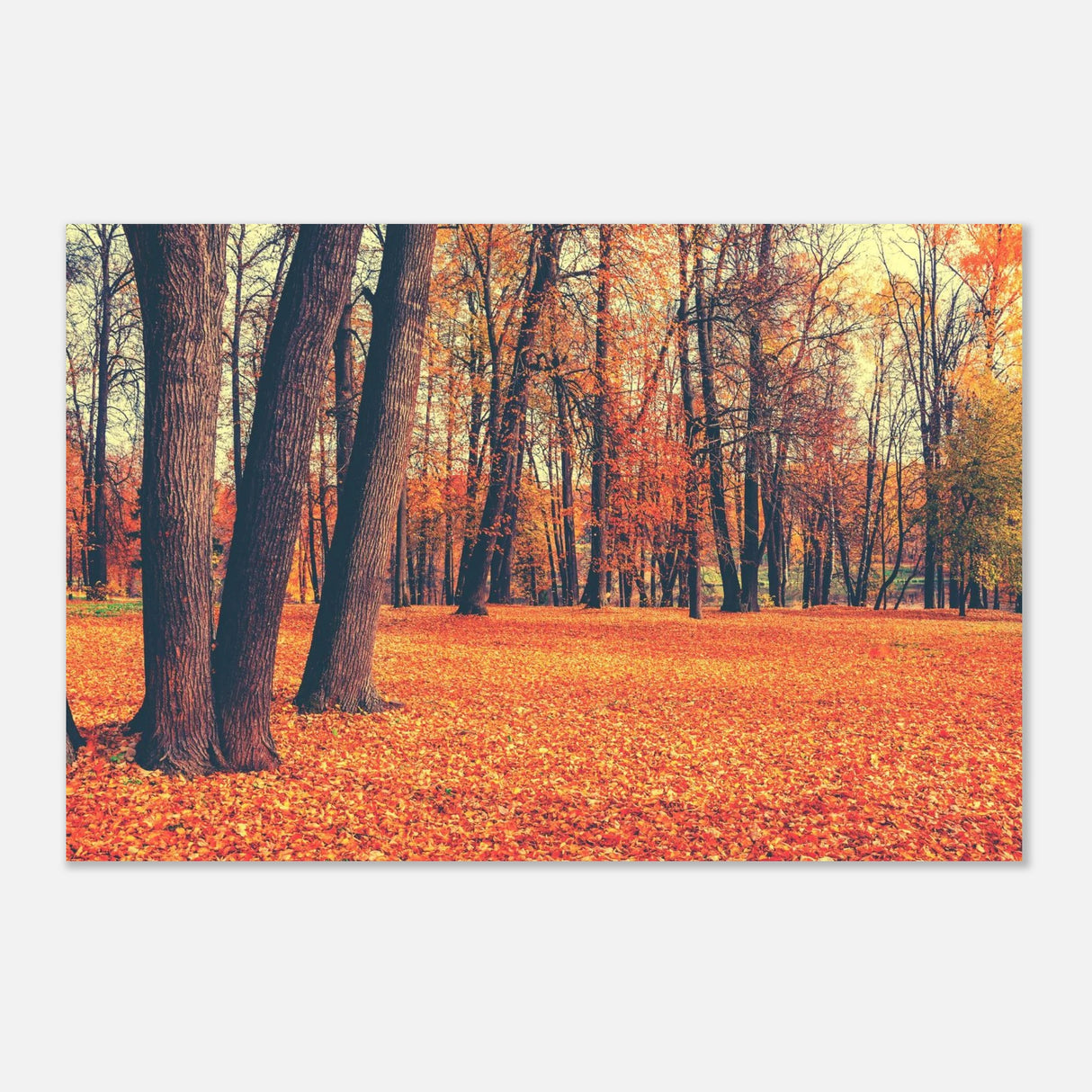 golden silence in autumn a tranquil forest escape wall art print40x60 cm / 16x24″Fine Art Poster