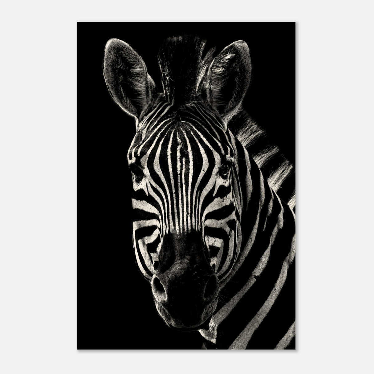  minimalist animal wall art zebra animal black and white prints