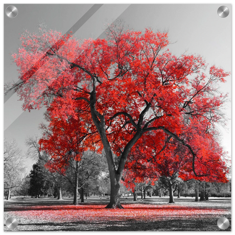 crimson crown monochrome autumn elegance wall art print50x50 cm / 20x20″Aluminum Print
