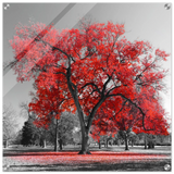 crimson crown monochrome autumn elegance wall art print40x40 cm / 16x16″Acrylic Print